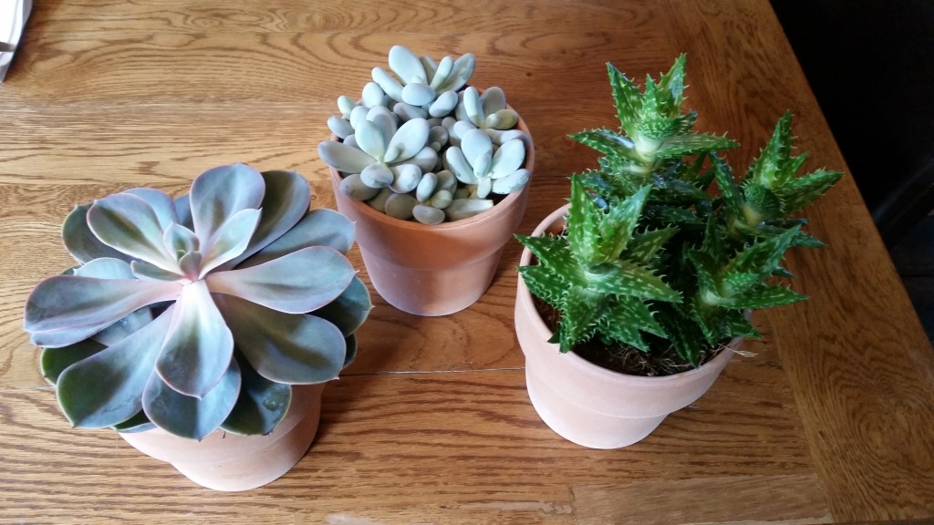 The Lodge Old Hunstanton succulent