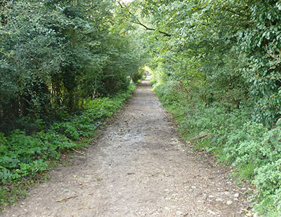 north norfolk walk forest trail